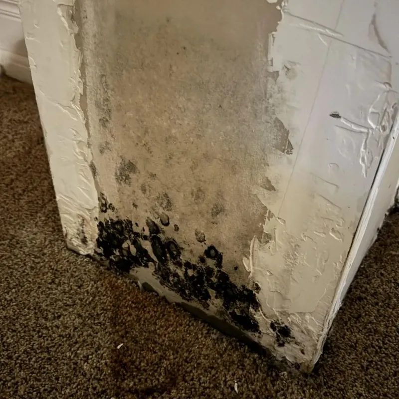 Professional Mold Removal in Kingsburg, CA